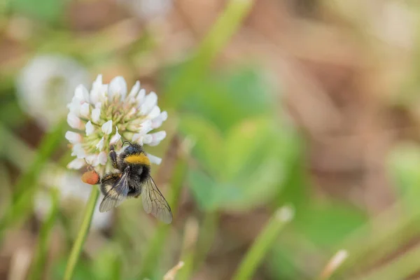 Пчела Собирает Мед Полевых Цветах Фотографированный Крупный План — стоковое фото
