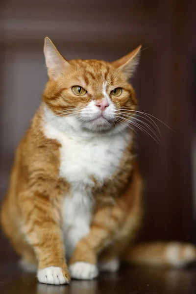 Pensive Amazing Red Cat Close — Stock Photo, Image