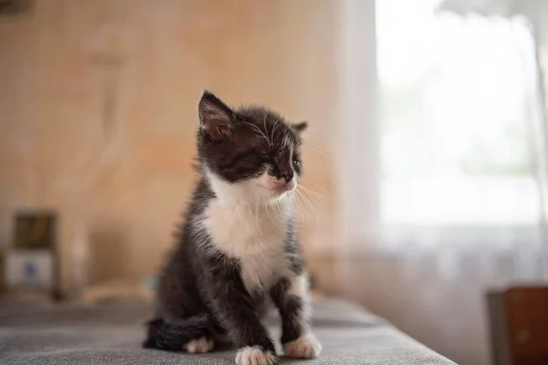 Masada siyah beyaz bir kedi yavrusu oynuyor..