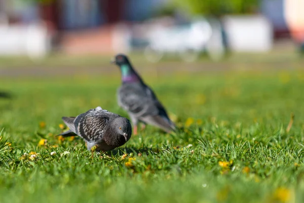 Tauben Sitzen Sommer Auf Dem Grünen Gras — Stockfoto