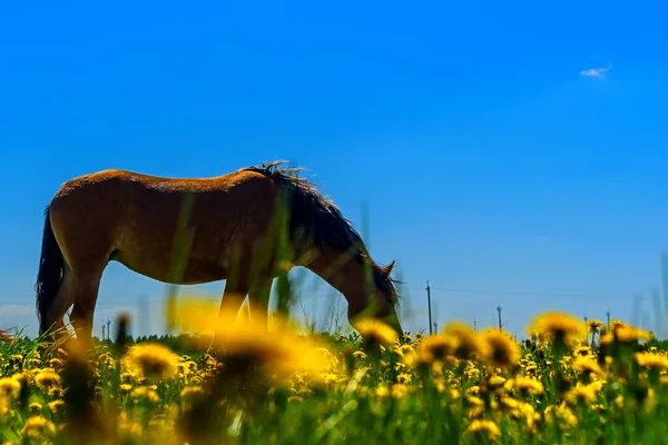 Chevaux Broutant Sur Champ Pissenlits — Photo