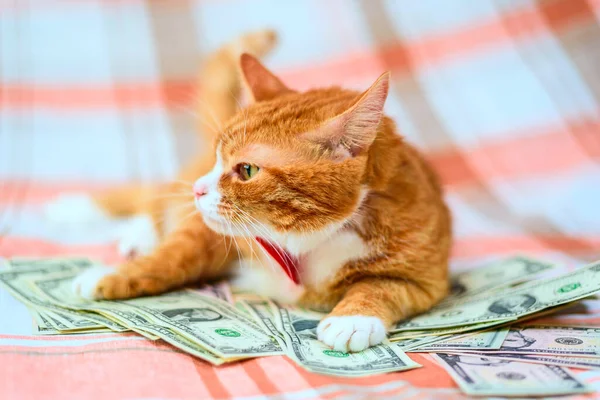 一只自制的红猫躺在一堆美圆钞票上 — 图库照片