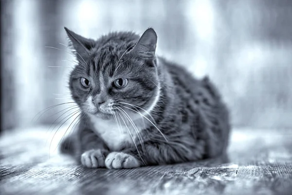 Retrato Gato Doméstico Sobre Fondo Madera Imagen Tomada Estilo Retro —  Fotos de Stock