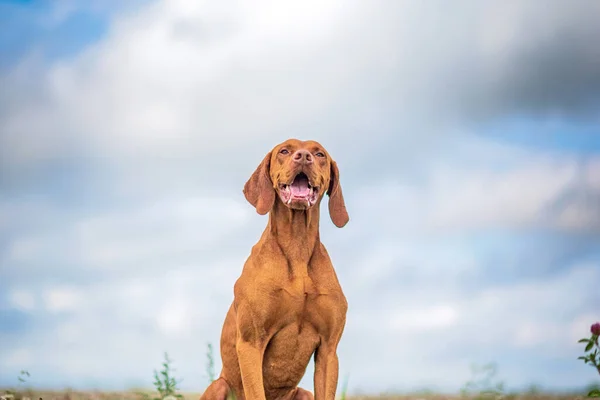 Vizsla Ungherese Sullo Sfondo Del Cielo Estivo — Foto Stock