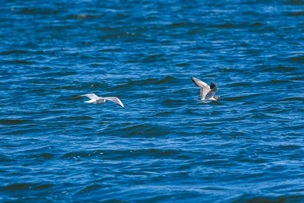 Gulls Land Water Surface — Stock Photo, Image