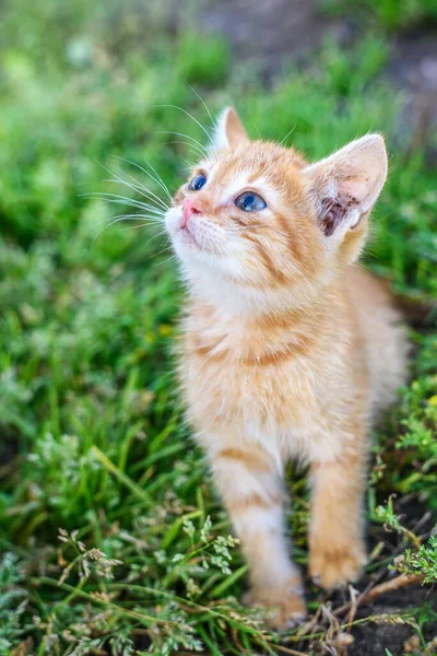 Gatito Camina Largo Hierba Mira Hacia Arriba — Foto de Stock