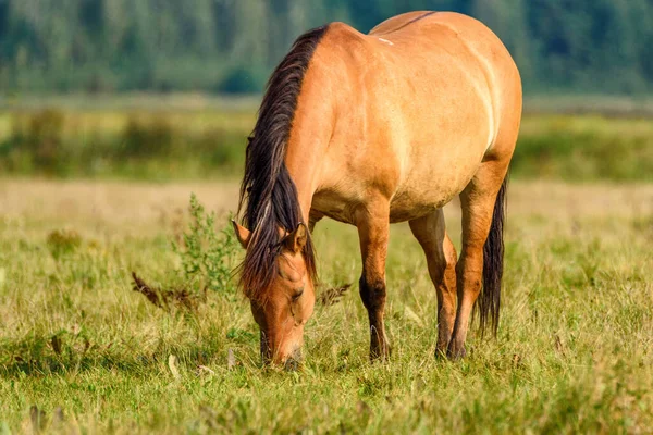 荒无人烟的草地上的纯种马 — 图库照片