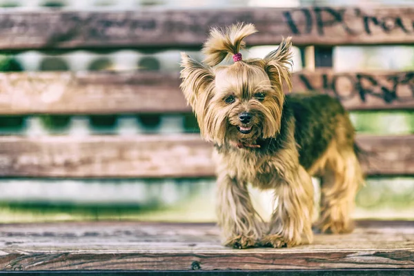 Parktaki Yorkshire Teriyeri. Yüksek anahtarla çekilmiş..