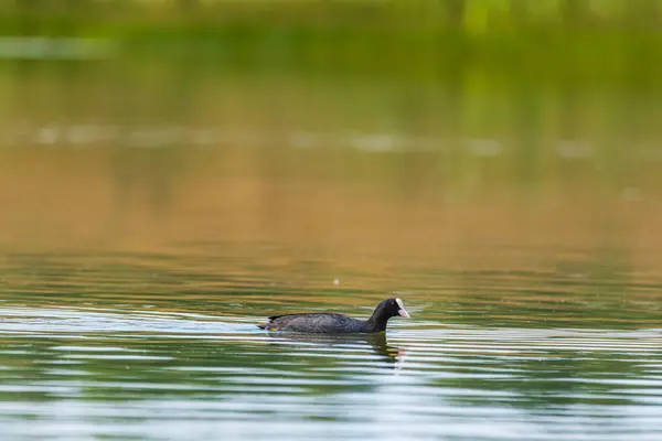 Duck Swims Lake Photographed Distance — Stock Photo, Image