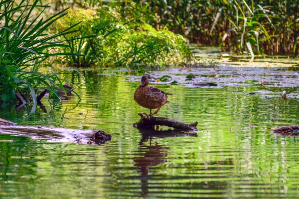 Die Ente Schwimmt Teich — Stockfoto