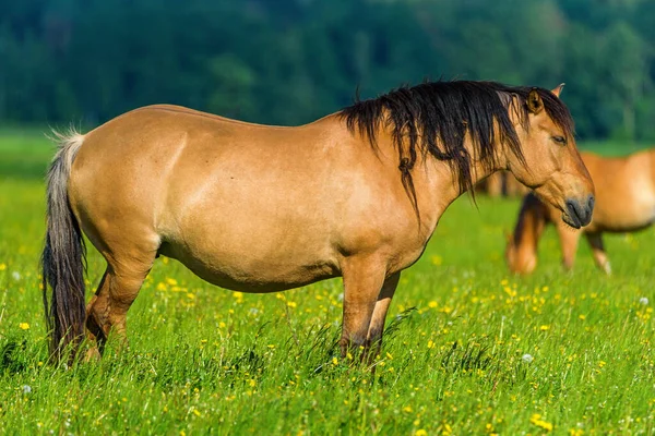一匹马在田里吃草 — 图库照片