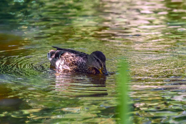 Ducks Swim Pond Shade — Stock Photo, Image