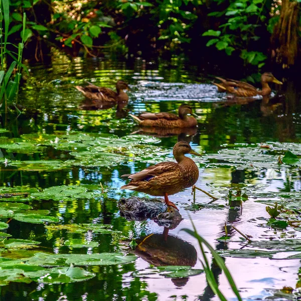 Duck Floats Pond — Stock Photo, Image