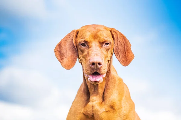 Ritratto Cane Caccia Purosangue Primo Piano Sul Campo Contro Cielo — Foto Stock