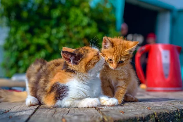 Кошка Рыжий Котёнок — стоковое фото