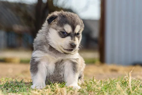 Ung Husky Valp Leker Gräset — Stockfoto