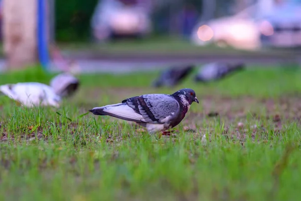朝の街の草の上に鳩 — ストック写真