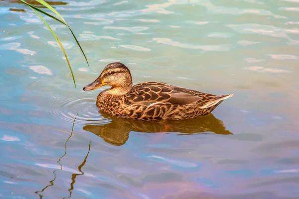 Canard Flotte Dans Étang — Photo