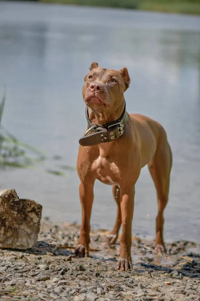 Wet American Pit Bull Terrier Fica Margem Lago Depois Nadar — Fotografia de Stock