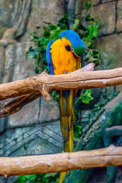 Belo Papagaio Zoológico — Fotografia de Stock