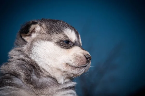 Portret Van Een Husky Puppy Close — Stockfoto