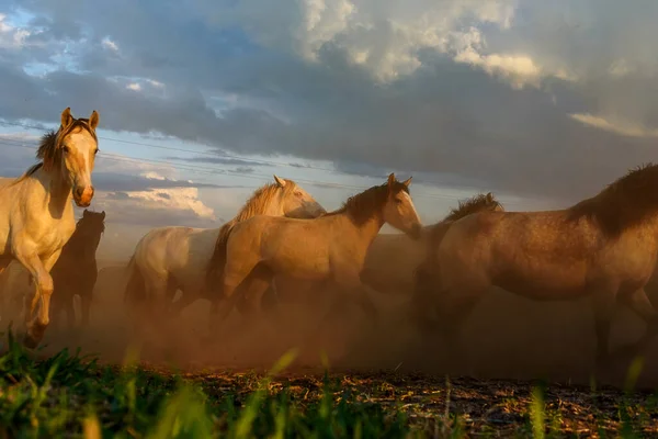 Troupeau Chevaux Courant Dans Une Ferme Dans Poussière — Photo