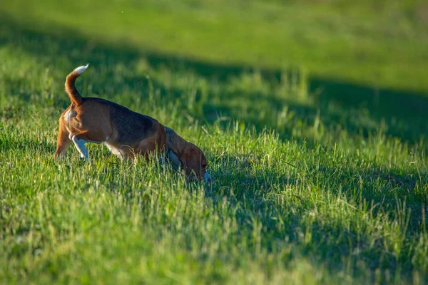 Nyfiken Beagle Promenad Fältet Fotograferad Närbild — Stockfoto