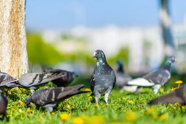 Tauben Unter Einem Baum Auf Der Wiese Sommer Park — Stockfoto