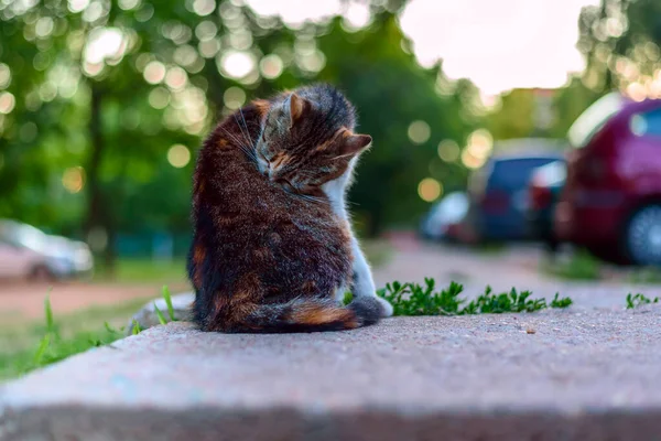 Eine Obdachlose Katze Sitzt Auf Dem Gehweg — Stockfoto