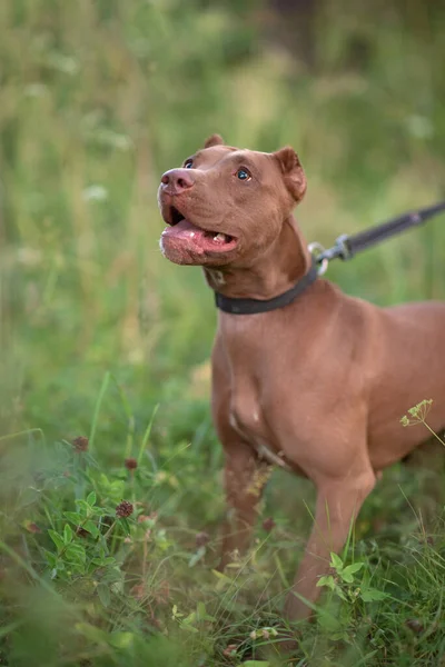 Portret Van Een Formidabele Pitbull Terrier Het Groene Gras Close — Stockfoto