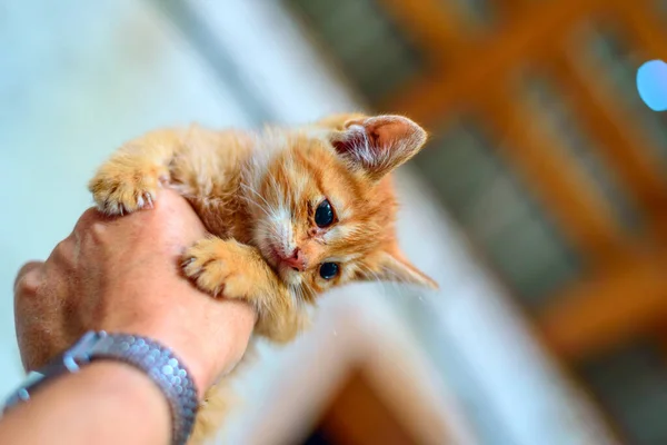 Gatinho Vermelho Mão — Fotografia de Stock