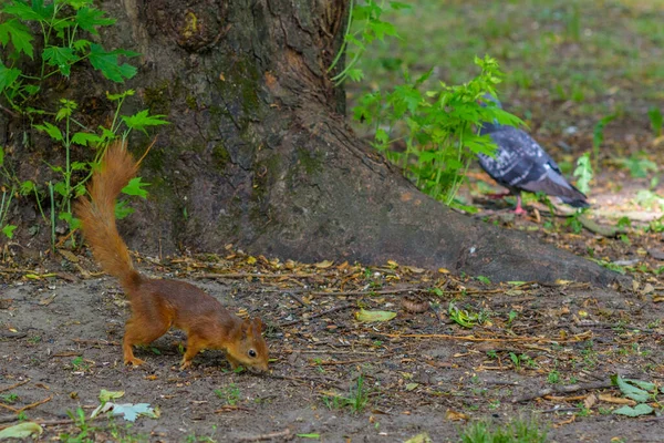 Squirrel Bermain Musim Panas Taman — Stok Foto