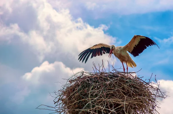 Cigüeña Nido Contra Cielo Las Nubes — Foto de Stock