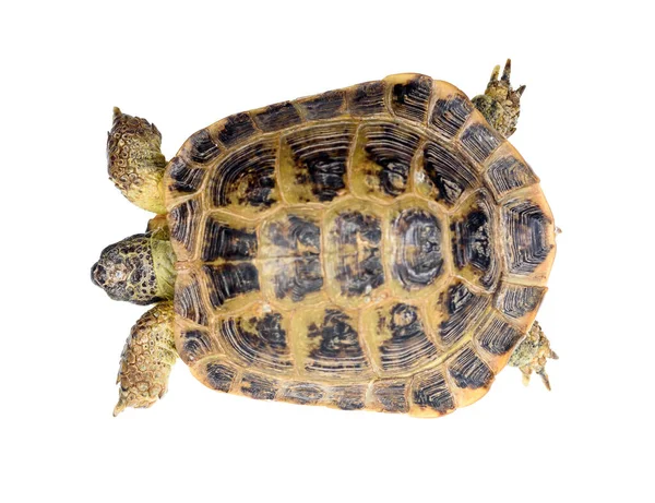 Beyaz Arkaplanda Izole Edilmiş Kaplumbağa Portresi — Stok fotoğraf