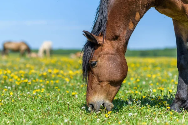 Yazın güneşli havalarda çayırdaki bir at ot yer. Yakından çekiliyor..