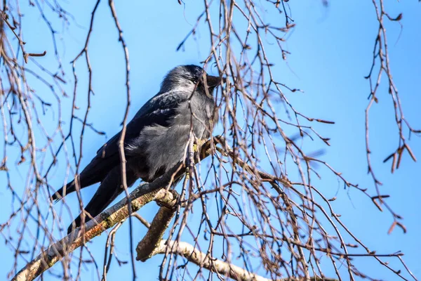 Eine Krähe Sitzt Auf Einem Baum Zwischen Den Ästen — Stockfoto