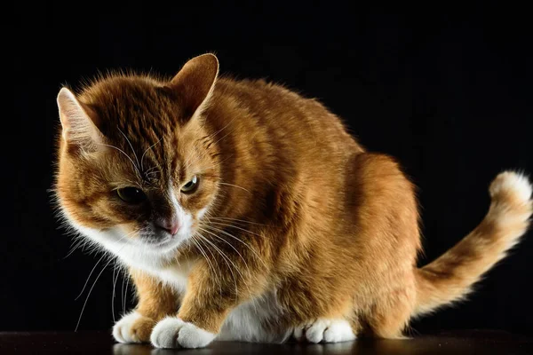 Beautiful Red Cat Black Background — Stock Photo, Image