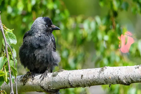 Corbeau Est Assis Sur Une Branche — Photo