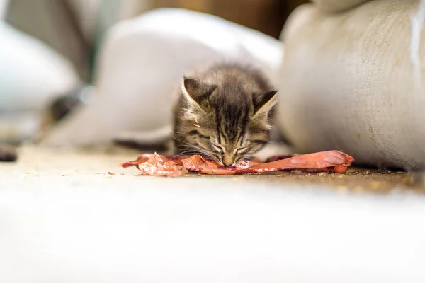 Obdachlose Graue Katze Frisst Wurst — Stockfoto