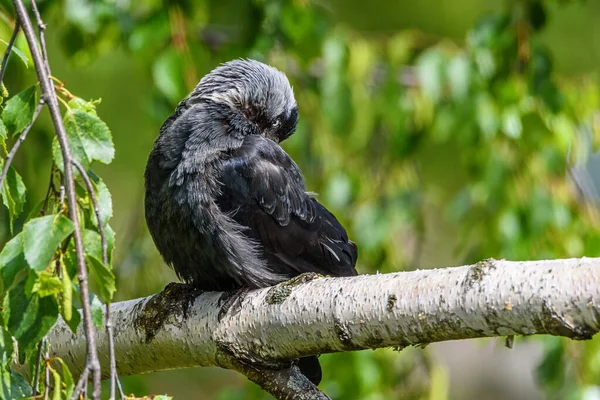 乌鸦擦去羽毛 它坐在树枝上 — 图库照片