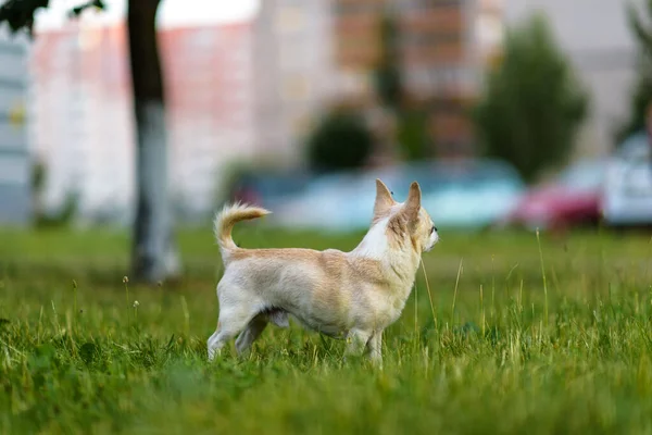 Piccolo Chihuahua Gioca Sull Erba Nel Parco Estate — Foto Stock