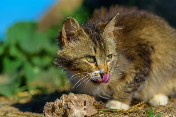 ホームレスの猫は骨を食べ — ストック写真