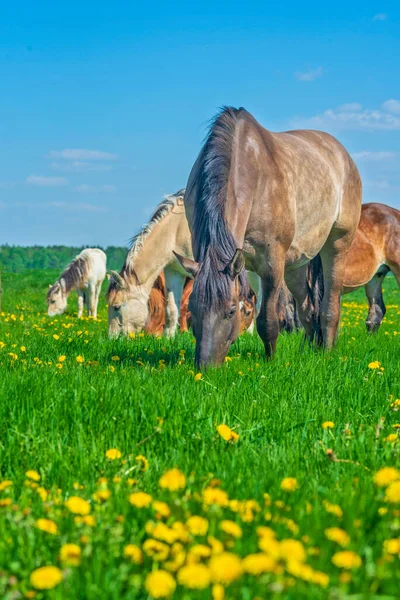 Atlar Karahindiba Tarlasında Otlar Öğlen Çekilmiş — Stok fotoğraf