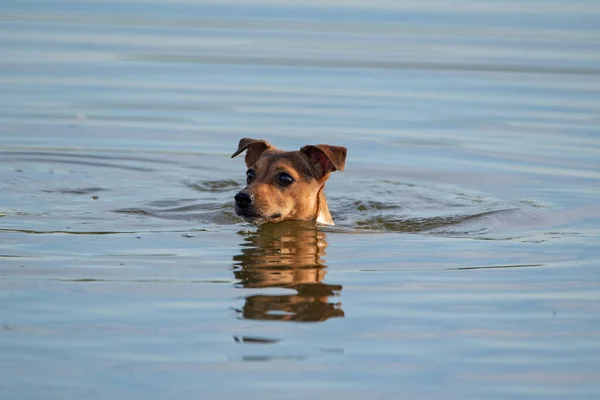 Jack Russell Terrier Nada Agua — Foto de Stock