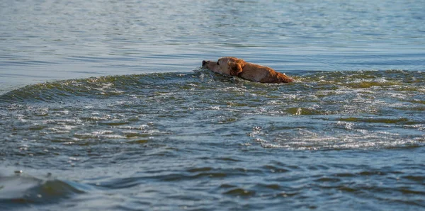 Labrador Yeniden Dokumacı Gölde Yüzüyor Fotoğraflı Yakın Plan — Stok fotoğraf