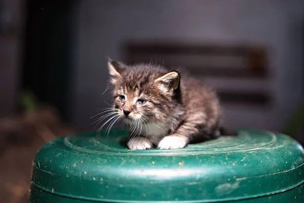 Ein Kleines Graues Krankes Obdachloses Kätzchen Sitzt Auf Einer Umgedrehten — Stockfoto