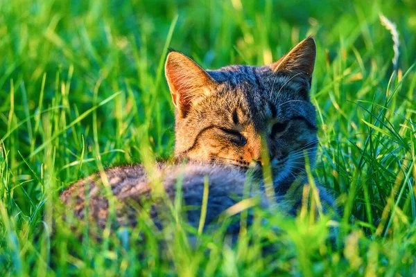 Portret Zwerfkat Het Gras — Stockfoto