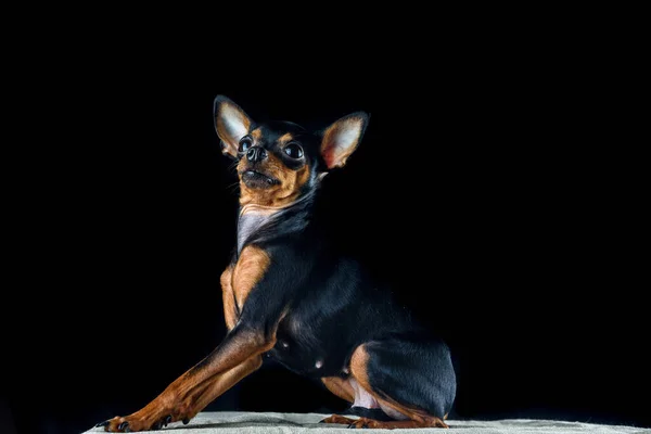 Retrato Pequeño Perro Doméstico Juguete Terrier Estudio Fotográfico Sobre Fondo —  Fotos de Stock