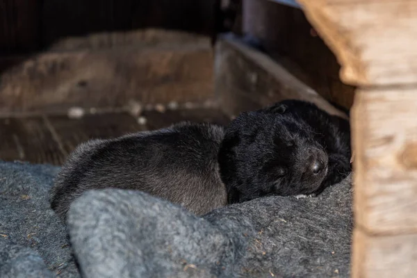 Pequeño Cachorro Negro Duerme Una Cabina — Foto de Stock