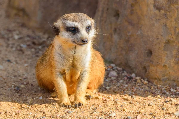 Portret Van Een Kleine Meerkat — Stockfoto